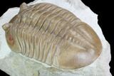 Asaphus Lepidurus Trilobite - Very D #99252-4
